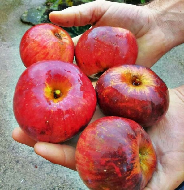 Manzanas de sidra en Llanes